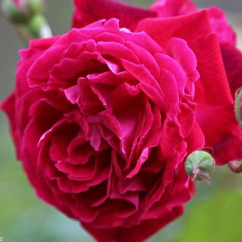 E-commerce, vendita, rose, in, vaso rose cinesi - rosso - Rosa Gruss an Teplitz - rosa intensamente profumata - Rudolf Geschwind - Cresce abitualmente in verticale. Può essere usata per decorare le aiuole, ma anche per le siepi. I suoi fiori belli e profu
